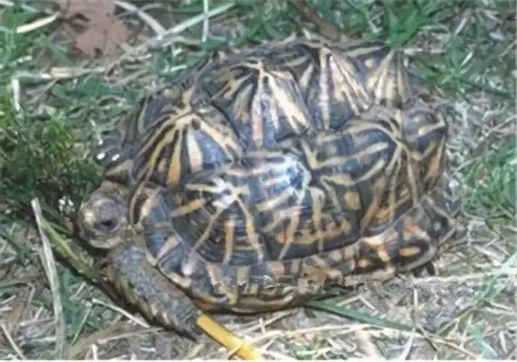 Tent turtle identity information