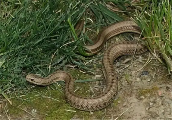 Hot spring snake identity information