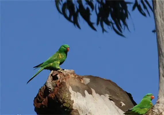 I've got an ID on the parrot