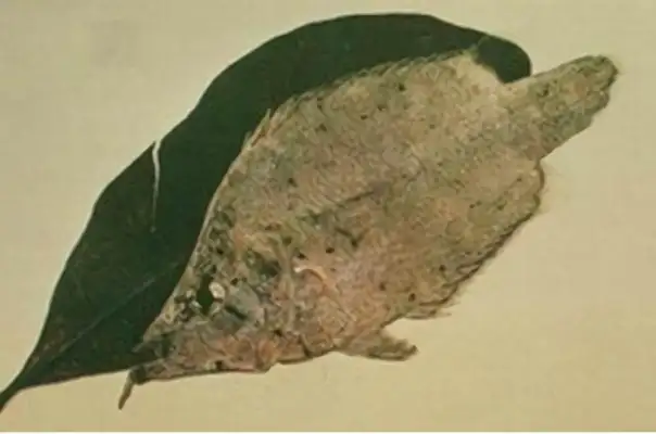 Leaf identity information