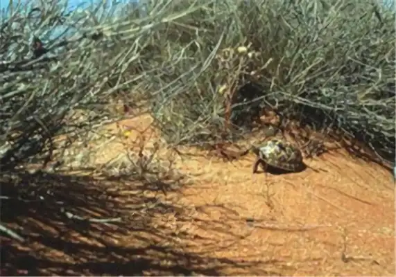 Tent turtle identity information