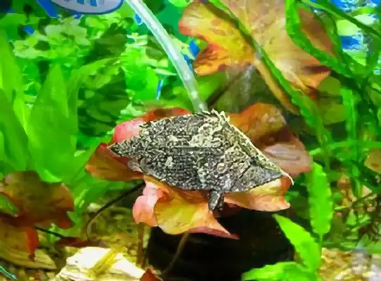 Leaf identity information