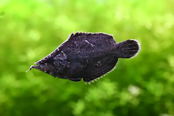Leaf identity information