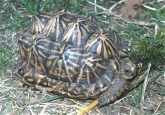 Tent turtle identity information