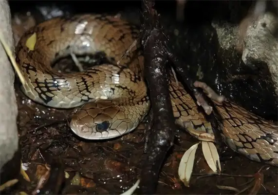 Hot spring snake identity information