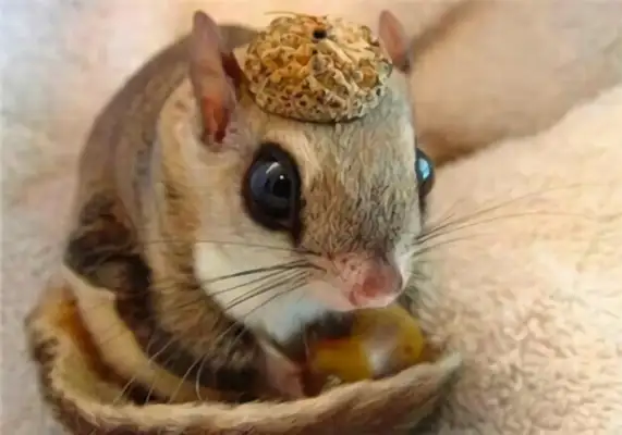 Japanese mole identity information
