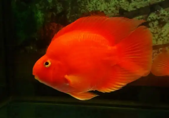 Blood parrot identity information