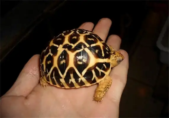Indian star turtle identity information