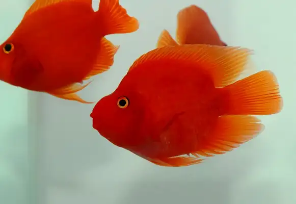 Blood parrot identity information