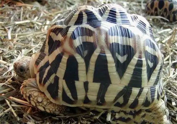 Indian star turtle identity information
