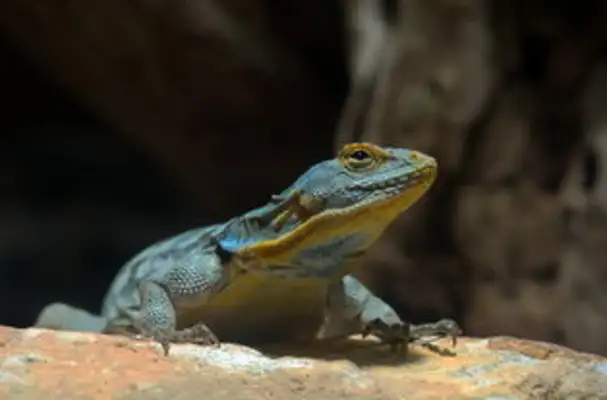 Blue rock iguana. Is blue rock iguana protecting animals