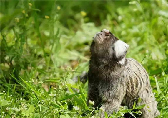 Identified as a monkey