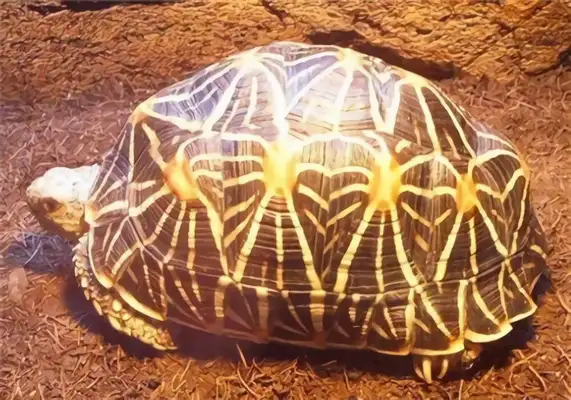 Indian star turtle identity information