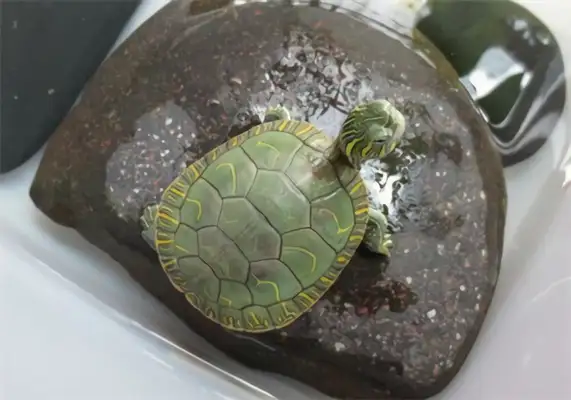 Western Turtle Identity Information