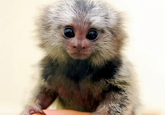 Identified as a monkey