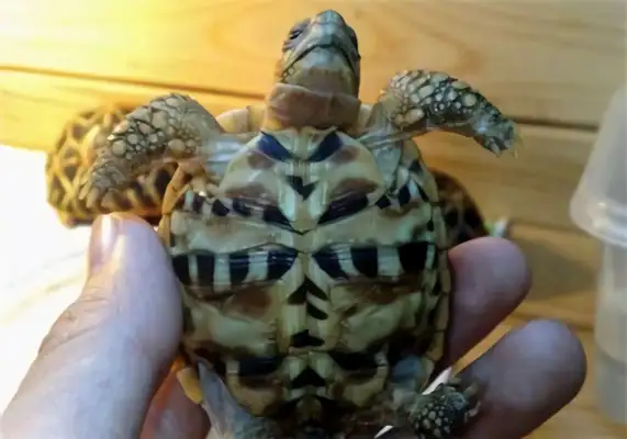 Indian star turtle identity information