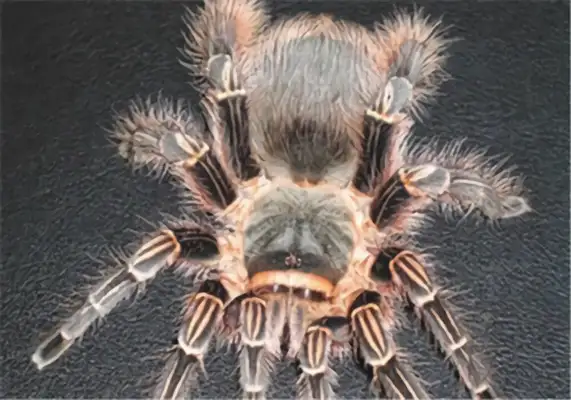Pink zebra foot identification information
