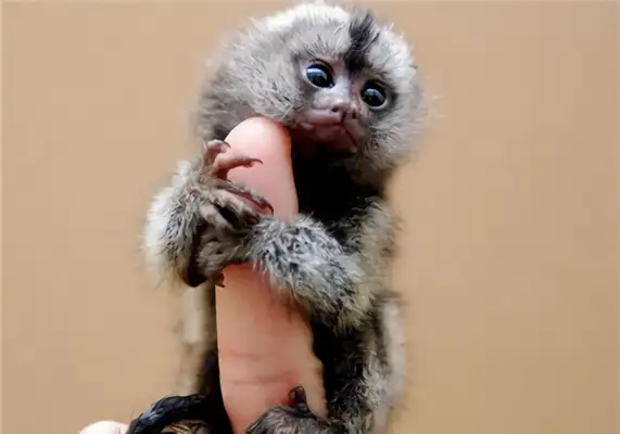 Identified as a monkey