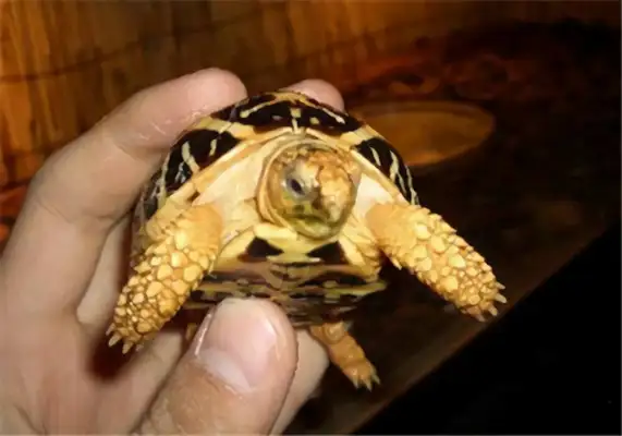 Indian star turtle identity information