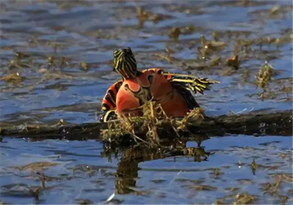 Western Turtle Identity Information