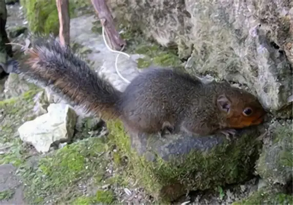 Long Kiss Squirrel Identity Information