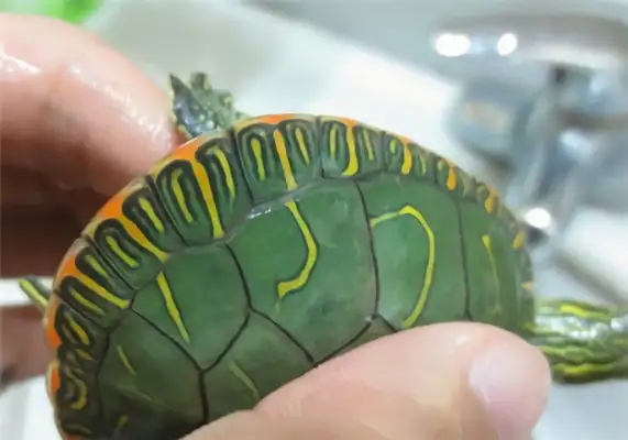 Western Turtle Identity Information