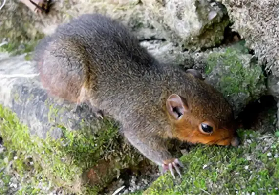 Long Kiss Squirrel Identity Information