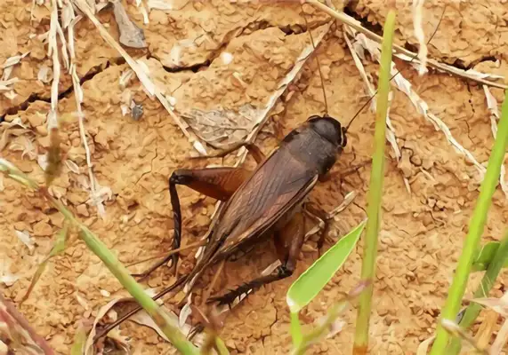 Cricket Identity Information