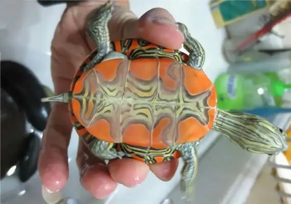 Western Turtle Identity Information