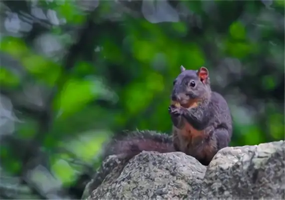 Long Kiss Squirrel Identity Information