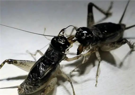 Cricket Identity Information
