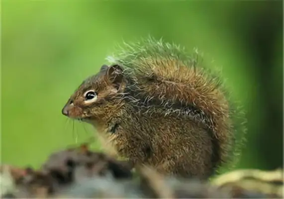 Long Kiss Squirrel Identity Information