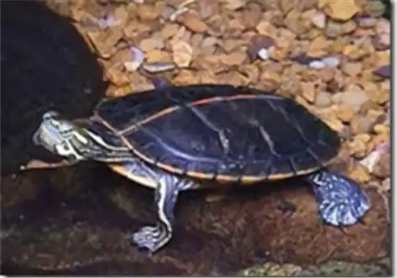 Red print turtle identity information