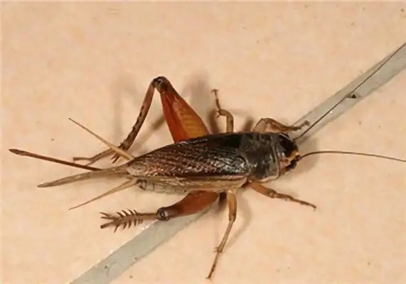 Cricket Identity Information