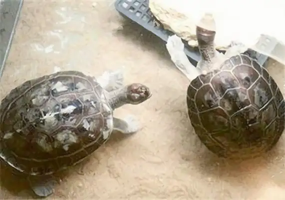 Information on the identity of salted cement turtles