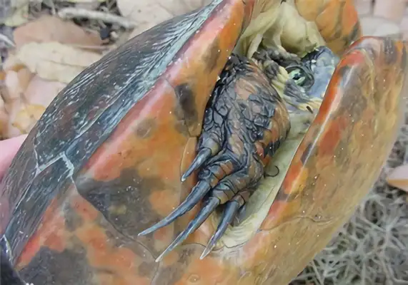 I.D. on the red belly of Florida