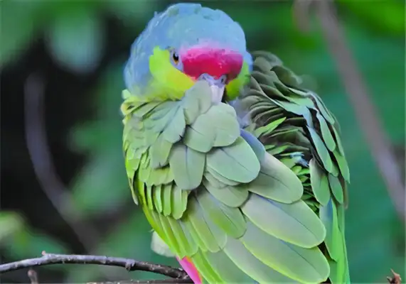 The identity of the macaw