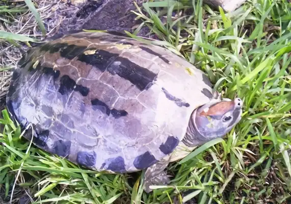 Information on the identity of salted cement turtles