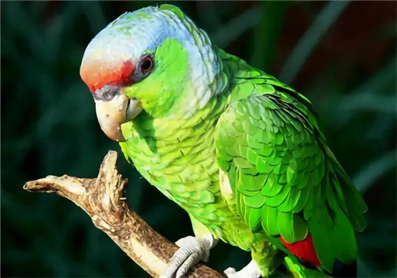 The identity of the macaw