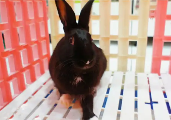 Havana Rabbit Identity Information