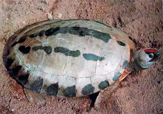 Information on the identity of salted cement turtles