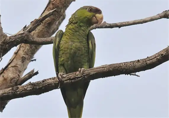 The identity of the macaw