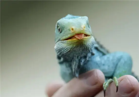 Fiji Iguana Identity Information