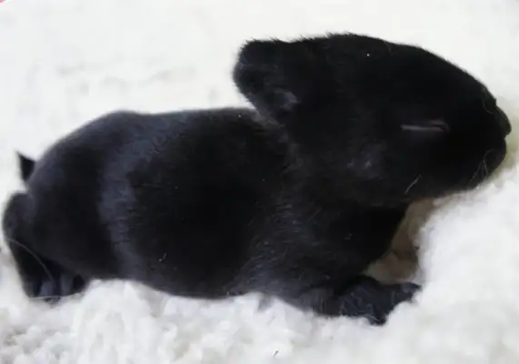 Havana Rabbit Identity Information