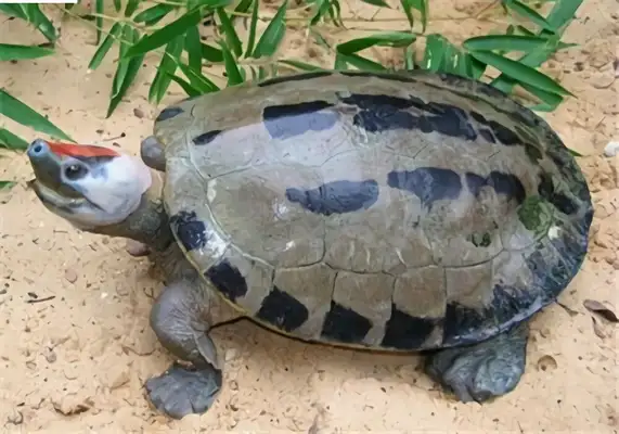 Information on the identity of salted cement turtles