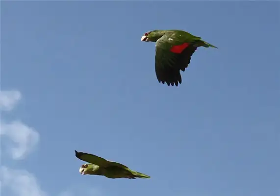 The identity of the macaw
