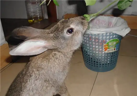 Chestnut's ID
