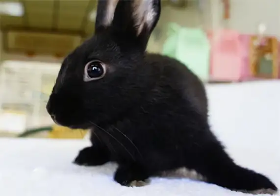 Havana Rabbit Identity Information