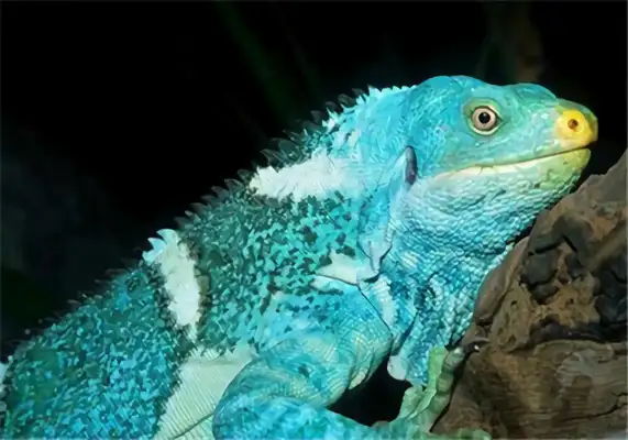 Fiji Iguana Identity Information