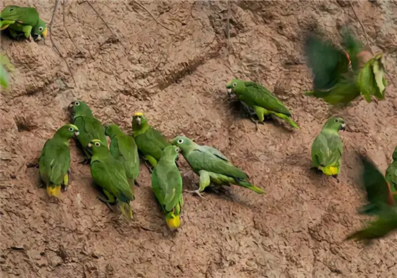 Identity information for the macaw